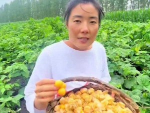 既当女儿又当老婆果园小雪：新鲜采摘，自然成熟，口感鲜美，营养丰富