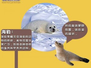 伊洛纳海豹攻略：实战解析海豹打法，高效击败海洋生物秘籍分享