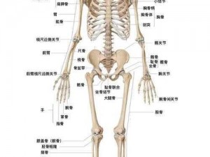 骨骼是人体的重要组成部分，那你知道成年人有多少块骨骼吗？