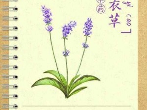 薰衣草研究所最新版——让你感受薰衣草的魅力与功效