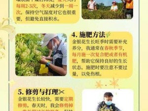 TXL 金银花笔趣为什么如此受欢迎？有哪些方法可以深入了解？