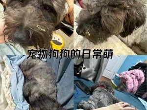 我家狗狗弄了我4个多小时(我家狗狗弄了我 4 个多小时，这期间它都干了些什么呀？)