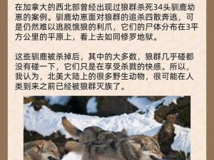 探索狼的世界：第二章图文攻略，揭示身边的神秘生物