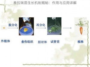 泰拉瑞苗生长机制揭秘：作用与应用详解