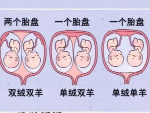 双胞胎为什么长得一模一样？有什么科学解释吗？