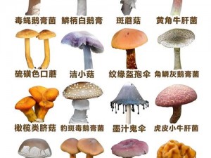 蘑菇吃瓜官网黑料爆料：为何-如何-怎样辨别真假？