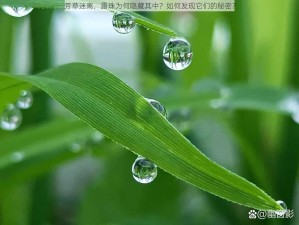 芳草迷离，露珠为何隐藏其中？如何发现它们的秘密？