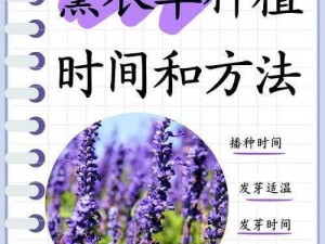 薰衣草实验研究所官方版下载——探索神秘植物的奥秘