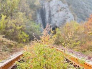 荒草萋萋_在荒草萋萋的原野上，孤独的旅人该如何前行？