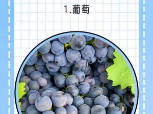 草莓香蕉榴莲丝瓜 18 岁 2023：如何选择最适合你的水果？