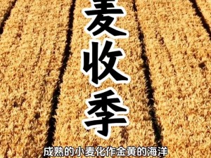 麦子中字：为什么我的朋友总是在还债？如何解决这个问题？