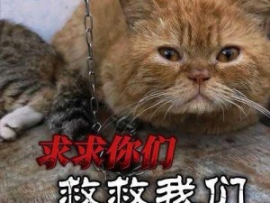 全民救猫咪，一场关乎生命的接力