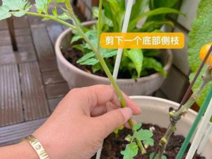 欧式 72 种扦插法的注意事项：快速生根，让植物茁壮成长