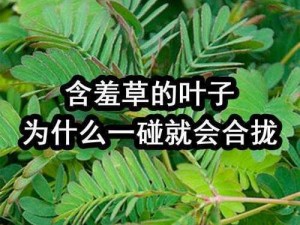 含羞草为什么一碰就缩？如何在家种植含羞草？在家怎样才能看到含羞草高清视频？