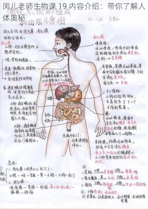 闵儿老师生物课 19 内容介绍：带你了解人体奥秘