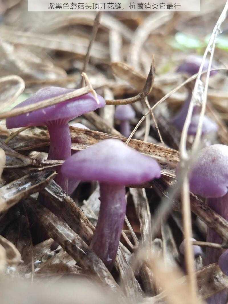 紫黑色蘑菇头顶开花缝，抗菌消炎它最行