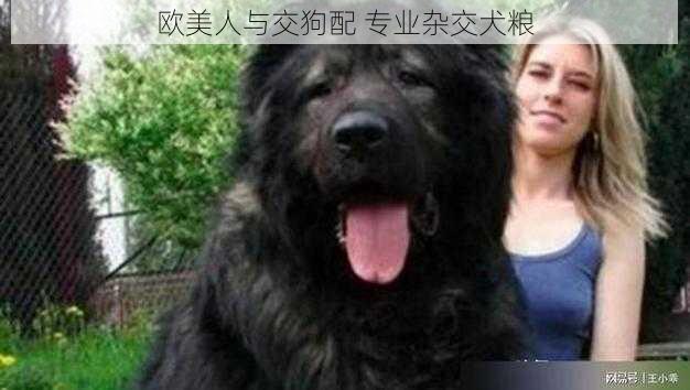 欧美人与交狗配 专业杂交犬粮