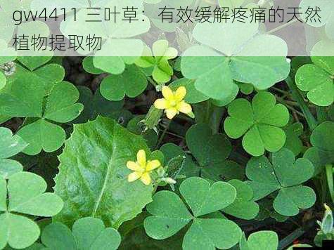 gw4411 三叶草：有效缓解疼痛的天然植物提取物