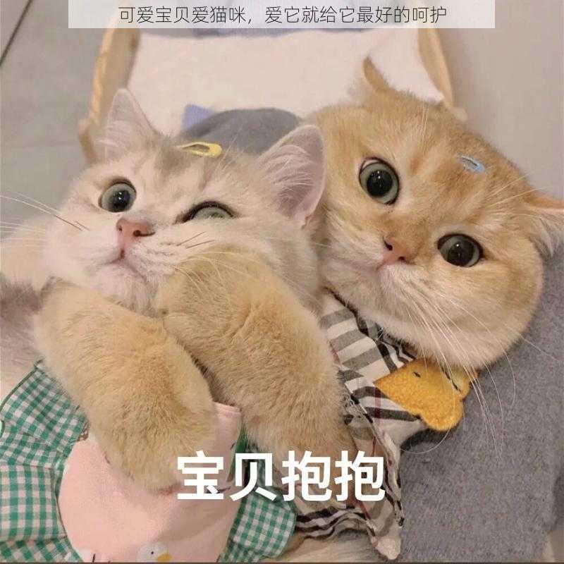 可爱宝贝爱猫咪，爱它就给它最好的呵护