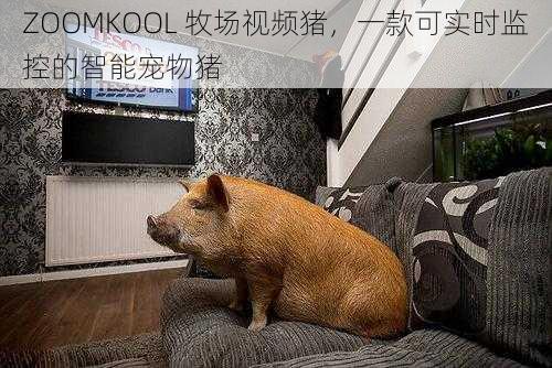 ZOOMKOOL 牧场视频猪，一款可实时监控的智能宠物猪