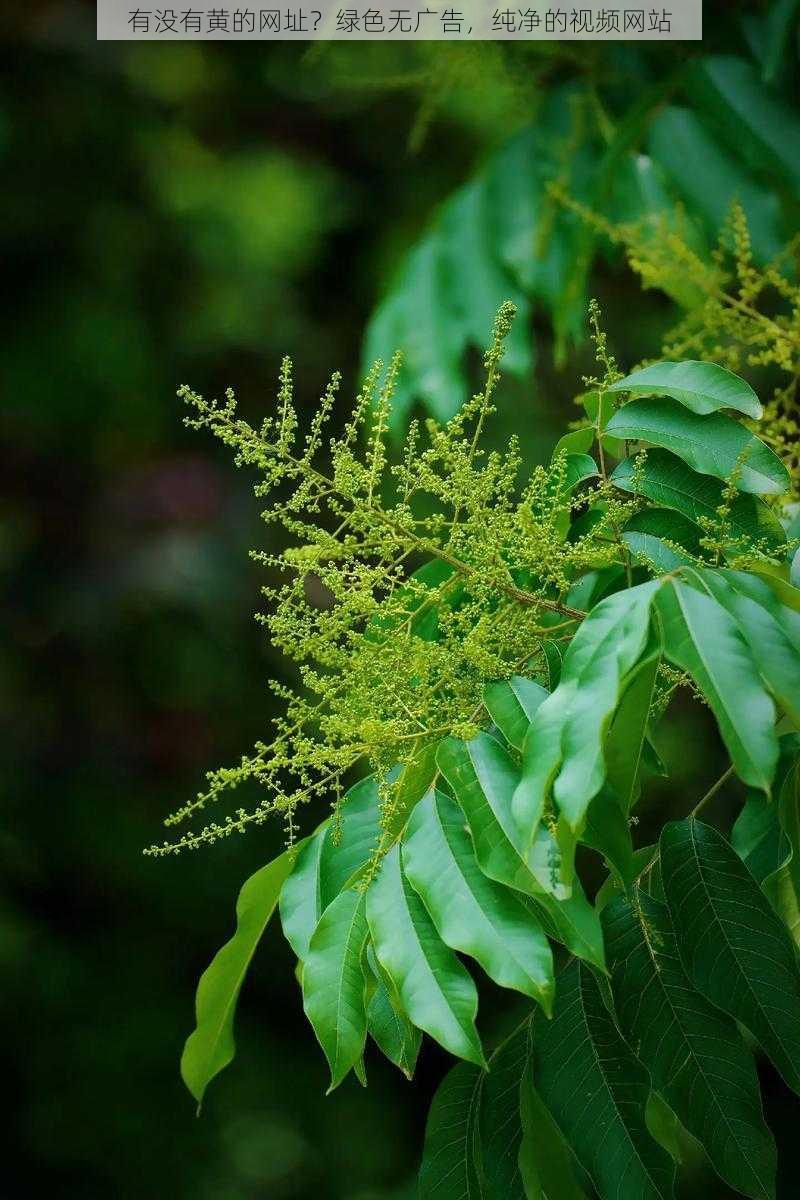 有没有黄的网址？绿色无广告，纯净的视频网站