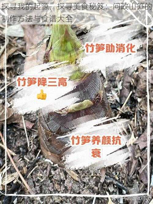 探寻我的起源，探寻美食秘笈：问政山笋的制作方法与食谱大全