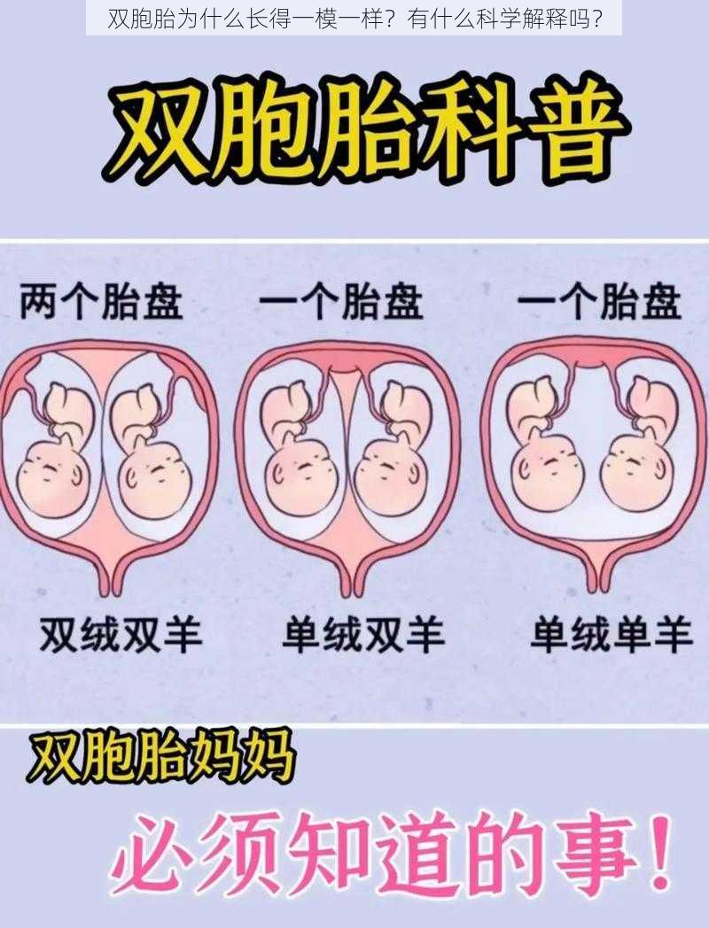 双胞胎为什么长得一模一样？有什么科学解释吗？