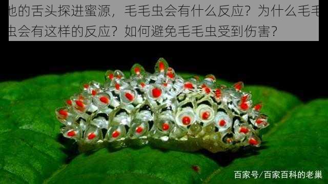 他的舌头探进蜜源，毛毛虫会有什么反应？为什么毛毛虫会有这样的反应？如何避免毛毛虫受到伤害？