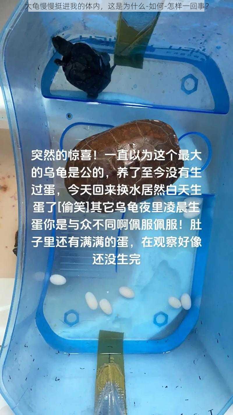 大龟慢慢挺进我的体内，这是为什么-如何-怎样一回事？