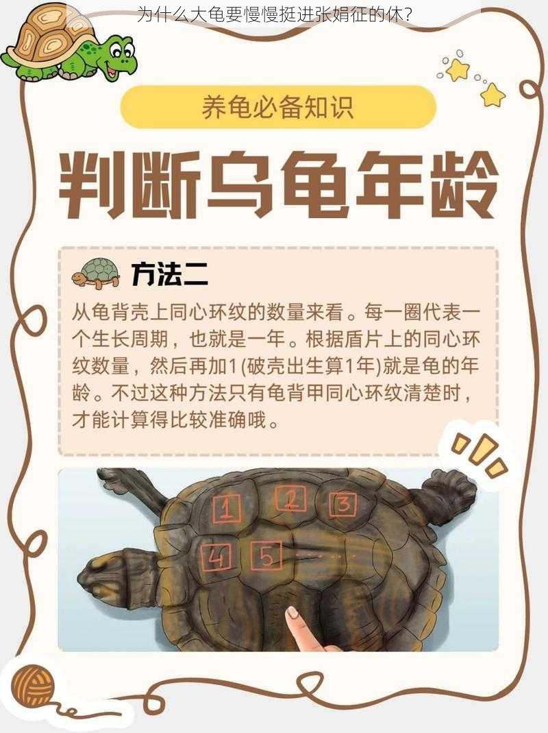 为什么大龟要慢慢挺进张娟征的休？