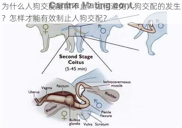 为什么人狗交配屡禁不止？如何避免人狗交配的发生？怎样才能有效制止人狗交配？