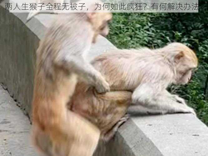 两人生猴子全程无被子，为何如此疯狂？有何解决办法？