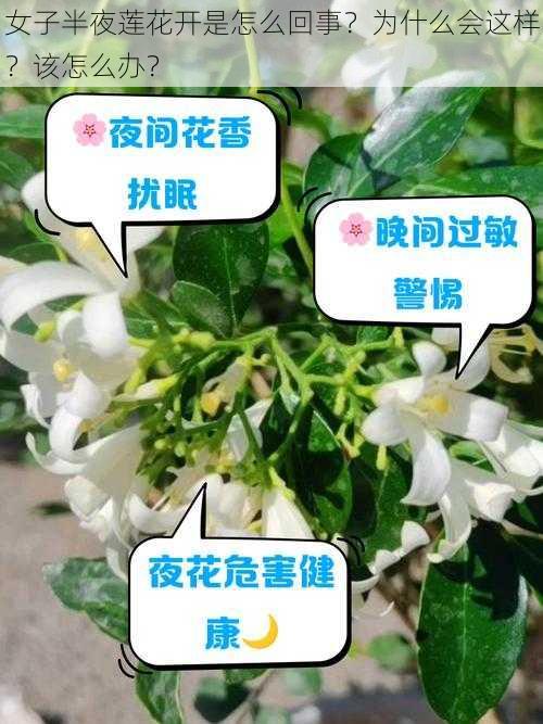 女子半夜莲花开是怎么回事？为什么会这样？该怎么办？