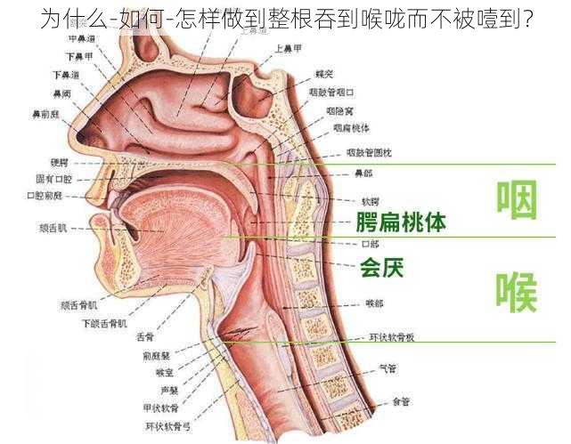 为什么-如何-怎样做到整根吞到喉咙而不被噎到？