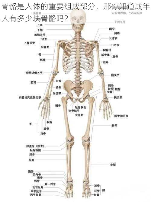 骨骼是人体的重要组成部分，那你知道成年人有多少块骨骼吗？