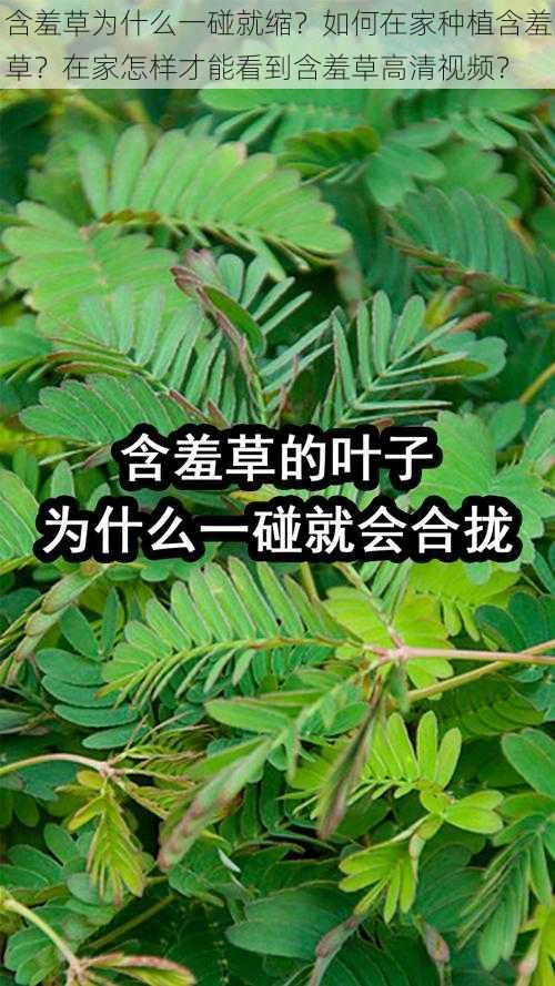 含羞草为什么一碰就缩？如何在家种植含羞草？在家怎样才能看到含羞草高清视频？